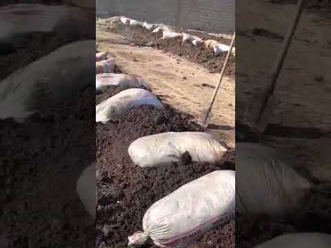 Видео: Шылаушындардың куздік жайларына көшіру сатіміз8775 5659618 Талғат