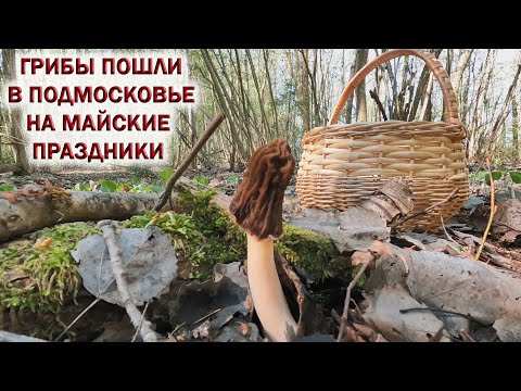 Видео: ❗ГРИБЫ ПОШЛИ на МАЙСКИЕ ПРАЗДНИКИ👉СМОРЧКОВАЯ ШАПОЧКА💥ВСТРЕТИЛ ЁЖИКА в ЛЕСУ! Ждём Весенние грибы 2024