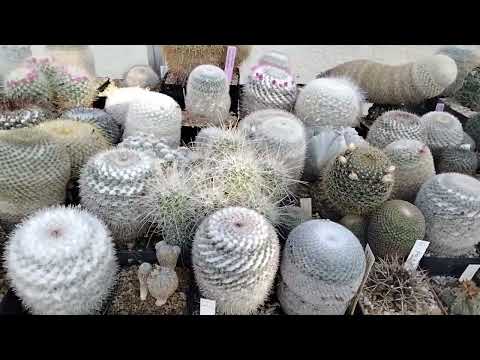 Видео: В гостях у кактусного друга.Коллекция кактусов.Kakteen.