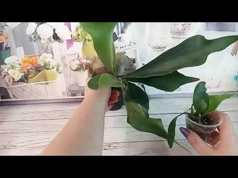 Видео: Мои папоротники