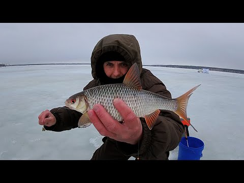 Видео: Надубасил чебаков на Белоярке