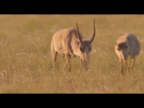 Видео: Батыста киік төлдеп жатыр