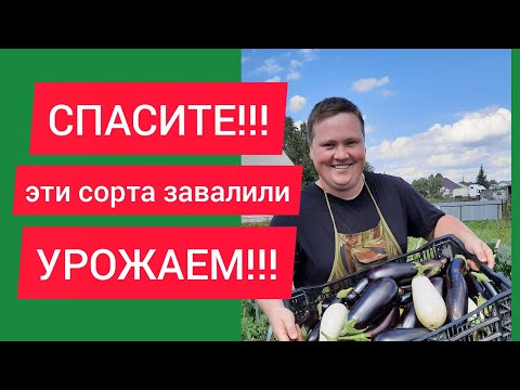 Видео: Я завалился урожаем,такого у меня ещё не было!Я в шоке!!!🍆🍆🍆