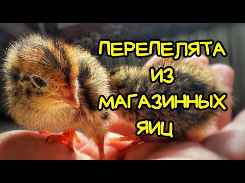 Видео: ПЕРЕПЕЛА из магазинных яиц. ЭКСПЕРИМЕНТ! 🐥🐣Птенцы Цыпа и Наггетс