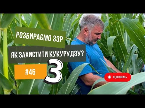 Видео: Совка , діабротика🌽 Що робити? ☝️Захист кукурудзи від Дробязко.