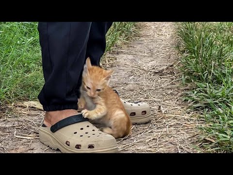 Видео: «Мама, пожалуйста, забери меня домой!» Котёнок прижался к моим ногам и умолял о помощи.