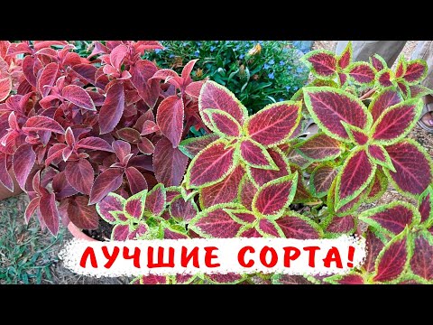 Видео: Лучшие сорта колеусов! Как легко вырастить колеусы для клумб и окон!