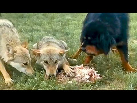 Видео: Тибетский Мастиф Против Стаи Волков! Самая дорогая порода собак в мире....