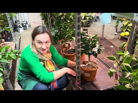 Видео: Обзор растений в СПБ часть 2