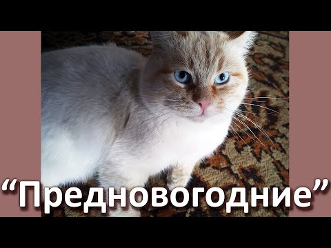 Видео: Крупный зверь, но покладистый