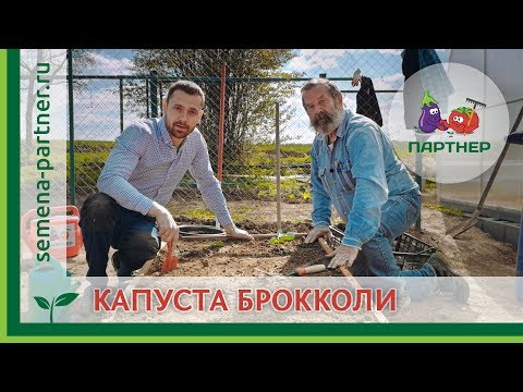 Видео: КАК САЖАТЬ БРОККОЛИ В ОТКРЫТЫЙ ГРУНТ