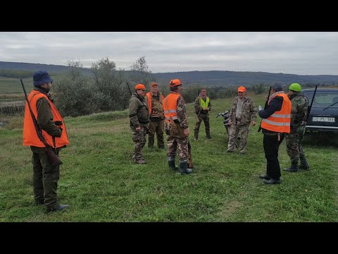 Видео: двенадцатая охота - фазан в Леова