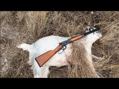 Видео: 30-30 охотничьих коз, свиней и оленей