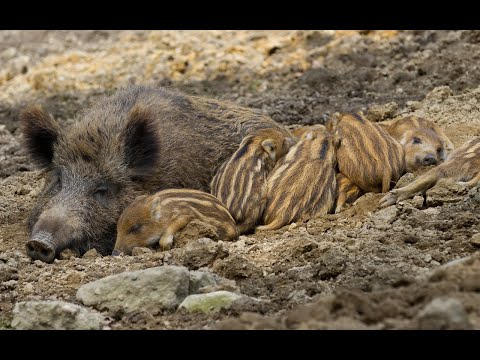 Видео: Дикие кабаны фотоловушка раскрыла секрет