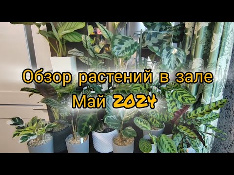 Видео: Обзор растений в зале в мае 2024 года