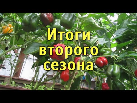 Видео: Солнечный вегетарий.  Итоги второго сезона