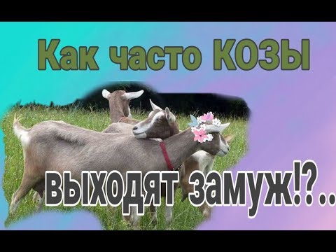 Видео: Как часто надо покрывать коз.