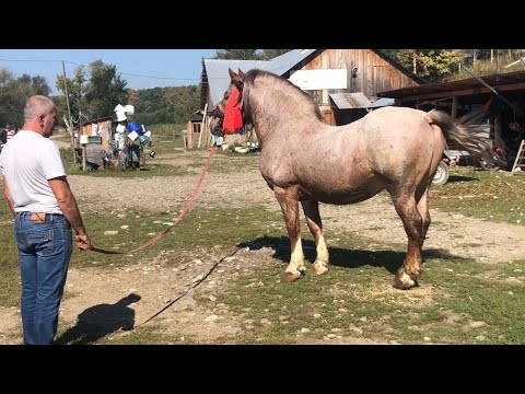 Видео: Коні Ваговози💪Коні на продажу💲В гостя у пана Юри👍