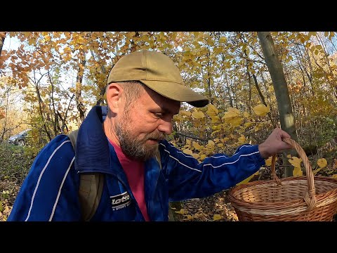 Видео: Маршрут ДОВГИЙ, але ЯКИЙ ФІНАЛ!2 по Пів кошика Є, а в кінці – ГРИБ-Сюрприз!