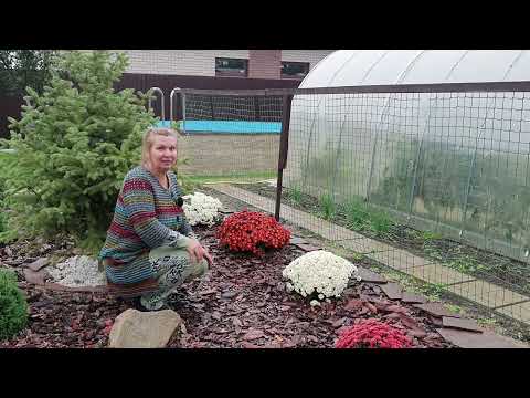 Видео: Шаровидная хризантема мультифлора в моем саду не разваливается. Почему?