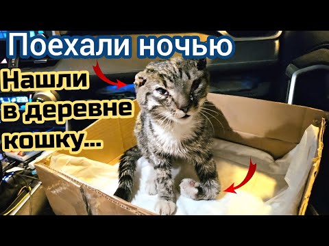Видео: Кошка уже не плакала / она не могла идти после того что с ней сделали / help save the cat