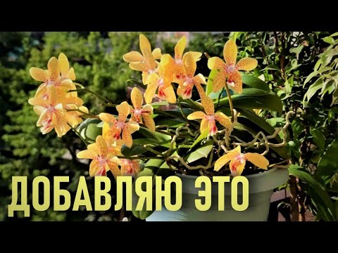 Видео: 13 ЦВЕТОНОСОВ НА ОРХИДЕЕ👍! ДОБАВЛЯЮ ОРХИДЕЕ ЭТО ЕЩЁ БОЛЬШЕ  И ПОЛУЧАЮ РЕЗУЛЬТАТ👍! ФАЛЕНОПСИС ДЖУЛИЯ!