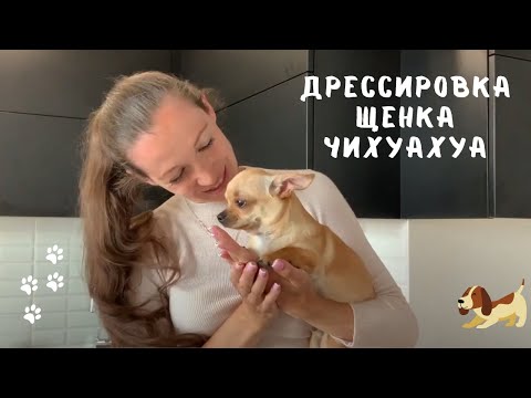 Видео: Как дрессировать чихуахуа. Занятие с кинологом.
