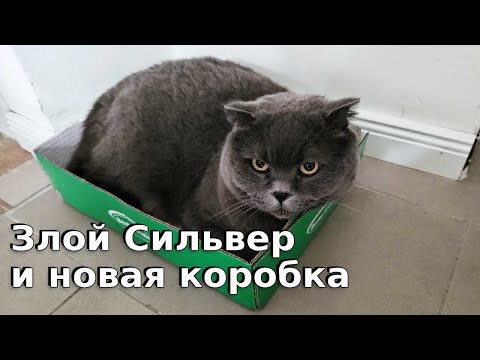 Видео: Злой Сильвер и новая коробка