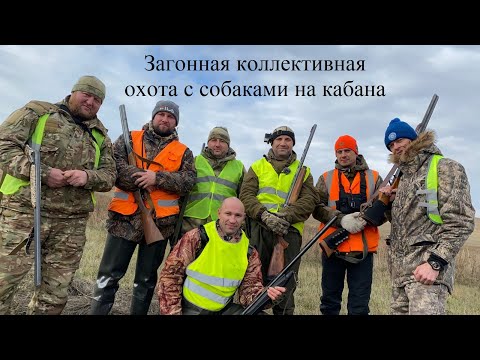 Видео: Загонная коллективная охота с собаками на кабана