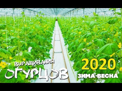 Видео: Огурец в зимне-весенний период выращивания в 2020 году🍃