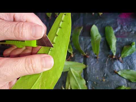 Видео: Замиокулькас Вариегатный!!!Big leaf yellow variegated!!Зензи,Равен,размножение,укоренение,пересадка.