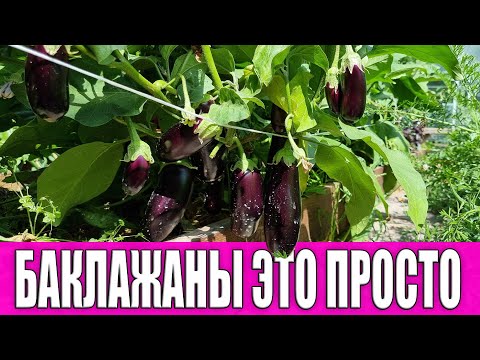 Видео: Вырастить баклажаны это просто