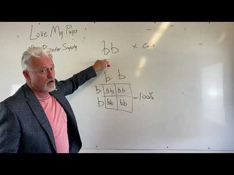 Видео: Изабелла и новый шоколадный оттенок у французов