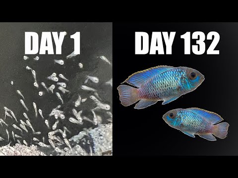 Видео: Проект по разведению электрически-голубой акары – недели 1–20