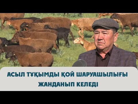 Видео: Асыл тұқымды қой шаруашылығы жанданып келеді