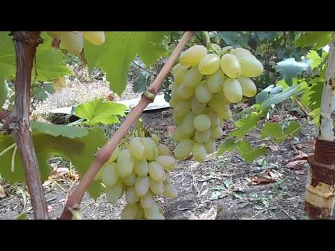 Видео: Кишмиш Хоуп сидлисс (Hope seedless)