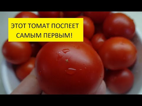 Видео: Лучшие томаты! Ультраскороспелый морозостойкий томат Ренет всегда поспевает первым!