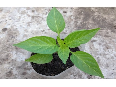 Видео: Рассада перца / Когда высаживать и как выращивать рассаду перца