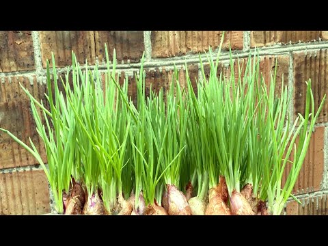 Видео: ТАК ЗЕЛЕНЫЙ ЛУК РАСТЕТ В ДВА РАЗА БЫСТРЕЕ / ЗЕЛЕНЫЙ ЛУК КРУГЛЫЙ ГОД ЗА 10 ДНЕЙ
