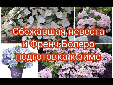 Видео: ФРЕНЧ БОЛЕРО И СБЕЖАВШАЯ НЕВЕСТА ПОДГОТОВКА К ЗИМЕ.