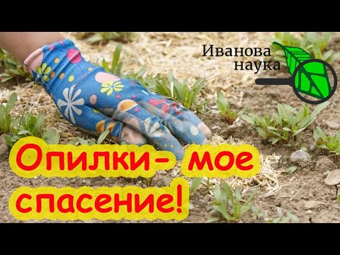 Видео: СЛАДКАЯ ПРАВДА и ЛОЖКА ДЕГТЯ ОБ ОПИЛКАХ. Опилки: как правильно использовать и как не навредить.