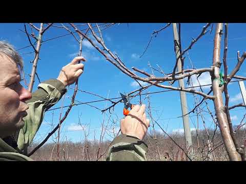 Видео: Обрізка Флоріни на підщепі М 9