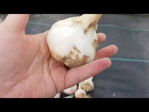 Видео: Озимый чеснок. Многодетный и не очень. Но белый жеребец рулит 😉