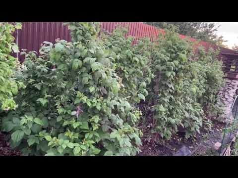 Видео: Все кроты и землеройки уйдут. Отзыв на Экоснайпер LS-997MR