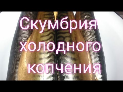 Видео: Скумбрия холодного копчения!