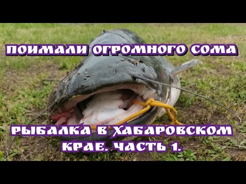 Видео: Огромный сом на перемет. Рыбалка на Амуре. Поселок Маяк, Хабаровский край. Часть 1...