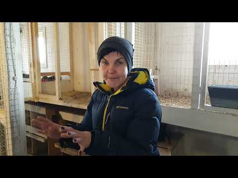 Видео: Курятник из морского контейнера. Пользуемся 3 года. Удачные решения и ошибки. Автономия в курятнике.