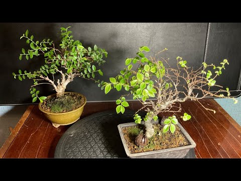 Видео: РАБОТА С ДЕРЕВЬЯМИ 2025, СЕРИЯ 5 - ВЯЗЫ ИЗ ЯПОНИИ