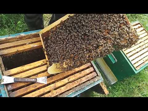 Видео: Расширение пчелосемьи. Третий корпус Рут.