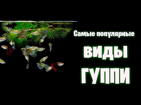 Видео: Самые популярные ВИДЫ ГУППИ - аквариумистика